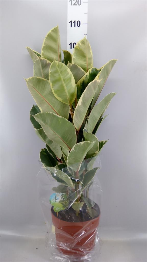 Горшечные цветы и растения оптом Ficus Elastica tineke от 1шт из Голландии с доставкой по России