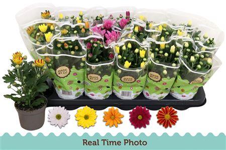 Горшечные цветы и растения оптом Chrys Gem 5 Kl * Spring Deal * от 18шт (для телеги) из Голландии с доставкой по России