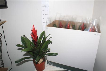 Горшечные цветы и растения оптом Guzmania Pallas от 7шт из Голландии с доставкой по России