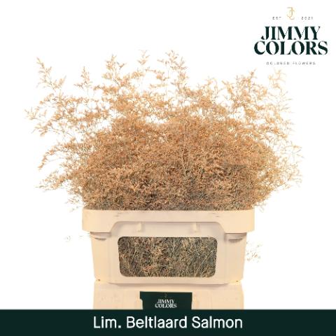 Срезанные цветы оптом Limonium beltlaard paint salmon от 25шт из Голландии с доставкой по России