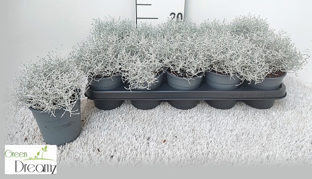 Горшечные цветы и растения оптом Leucoph Brownii от 10шт из Голландии с доставкой по России