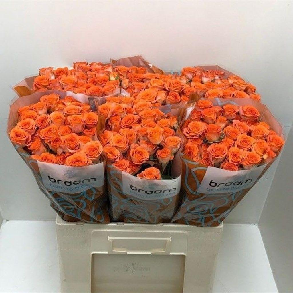 Срезанные цветы оптом Rosa spray airya от 50шт. из Голландии с доставкой по России