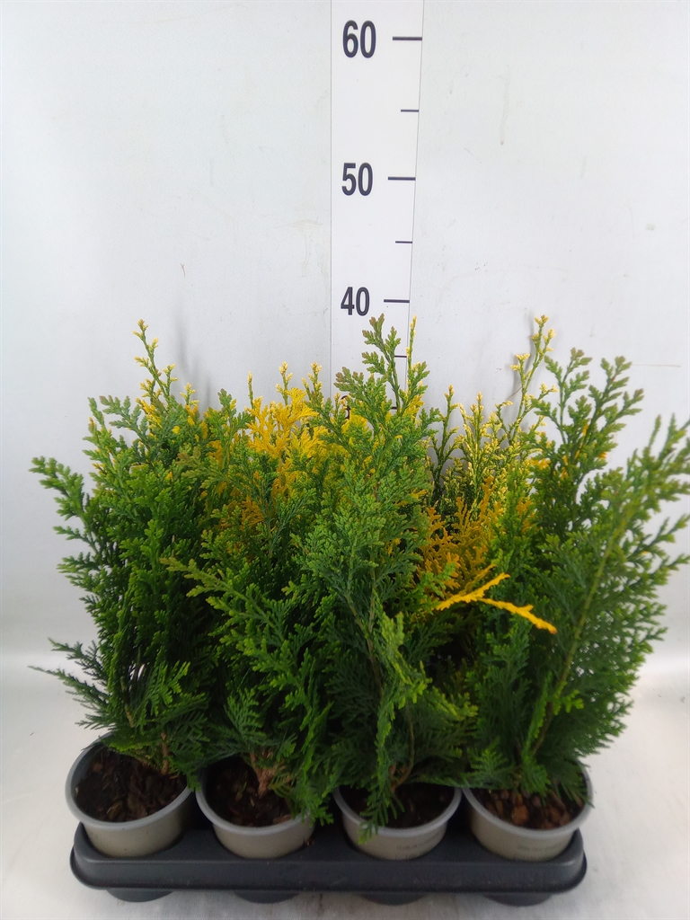 Горшечные цветы и растения оптом Chamaecyparis   ... от 11шт из Голландии с доставкой по России