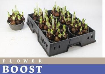 Горшечные цветы и растения оптом Narc D Bridal Crown от 6шт из Голландии с доставкой по России