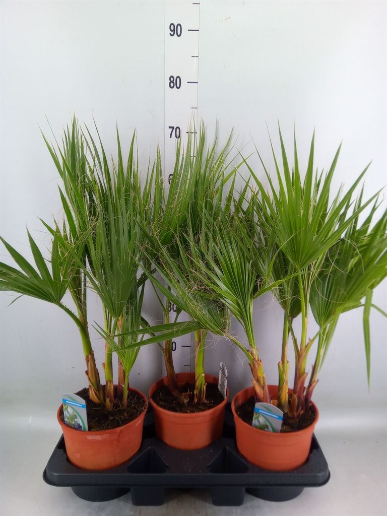 Горшечные цветы и растения оптом Washingtonia Filifera от 3шт из Голландии с доставкой по России
