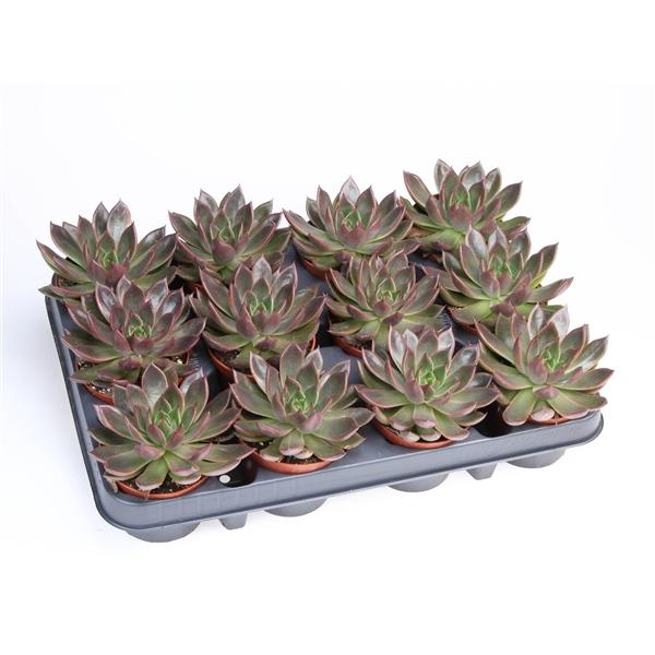 Горшечные цветы и растения оптом Echeveria Hybrid Situla от 12шт (для телеги) из Голландии с доставкой по России