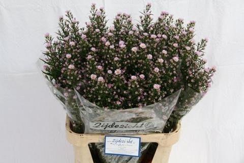 Срезанные цветы оптом Aster claudia от 75шт из Голландии с доставкой по России
