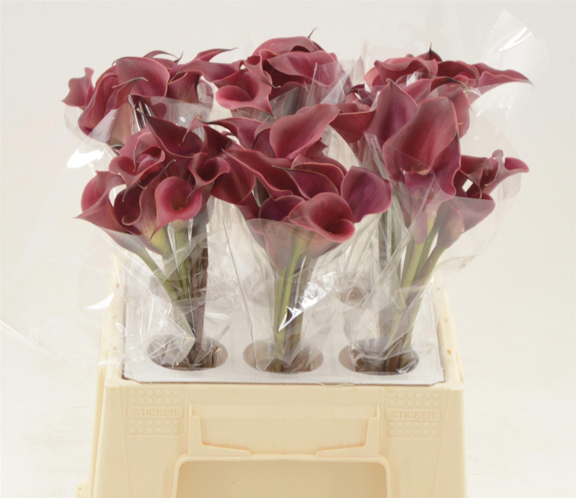 Срезанные цветы оптом Zantedeschia red charm от 60шт. из Голландии с доставкой по России