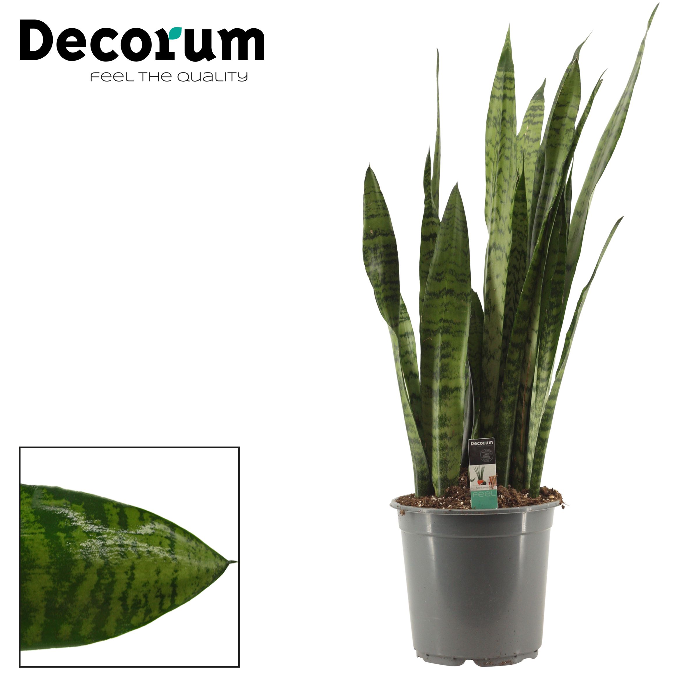 Горшечные цветы и растения оптом Sansevieria Zeylanica (decorum) от 1шт из Голландии с доставкой по России