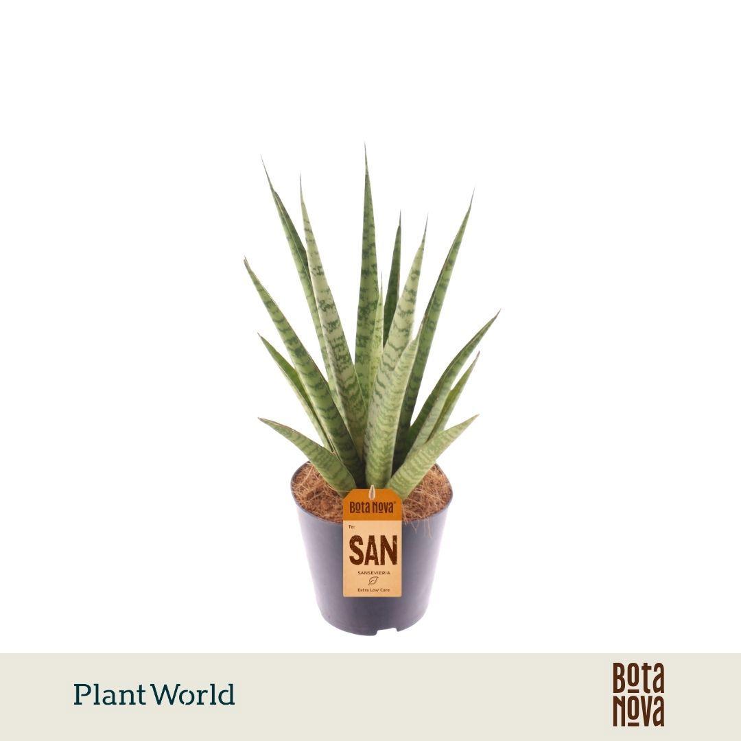 Горшечные цветы и растения оптом Sansevieria Trifciata Pineapple от 6шт из Голландии с доставкой по России