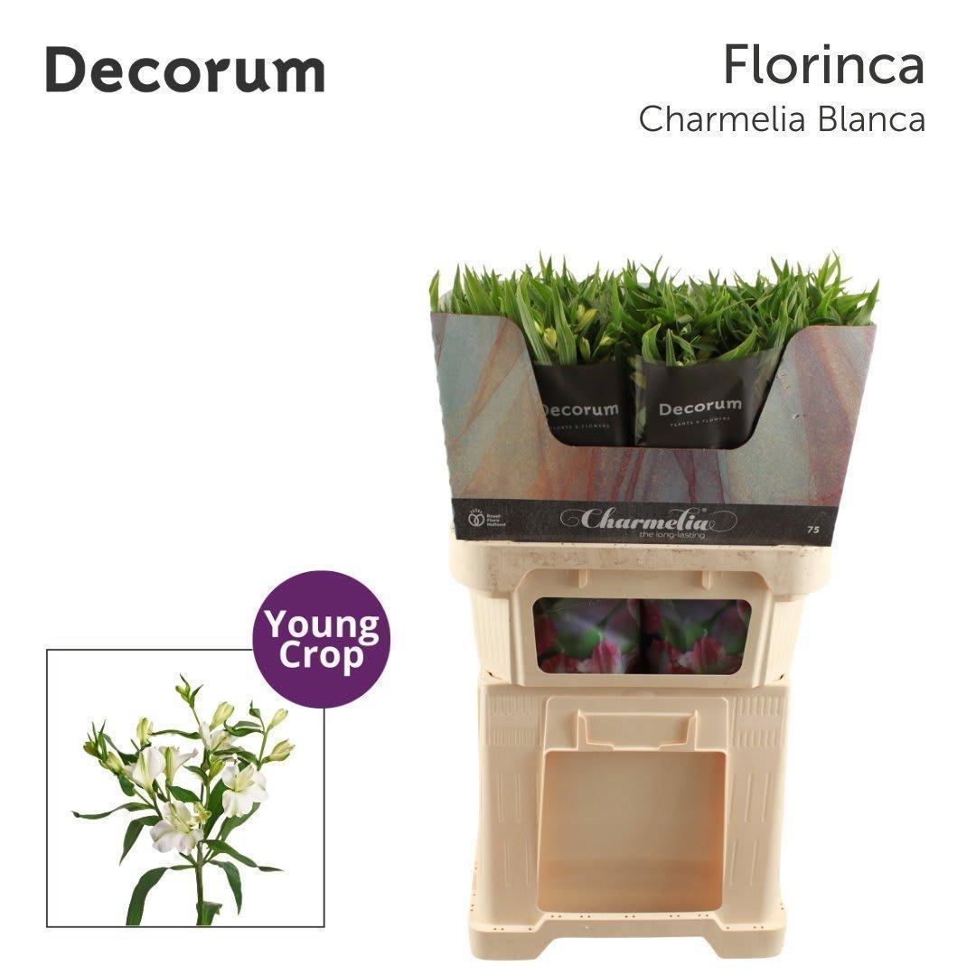 Срезанные цветы оптом Alstroemeria fl charmelia blanca от 50шт из Голландии с доставкой по России