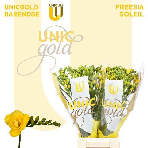 Срезанные цветы оптом Freesia do soleil от 50шт из Голландии с доставкой по России
