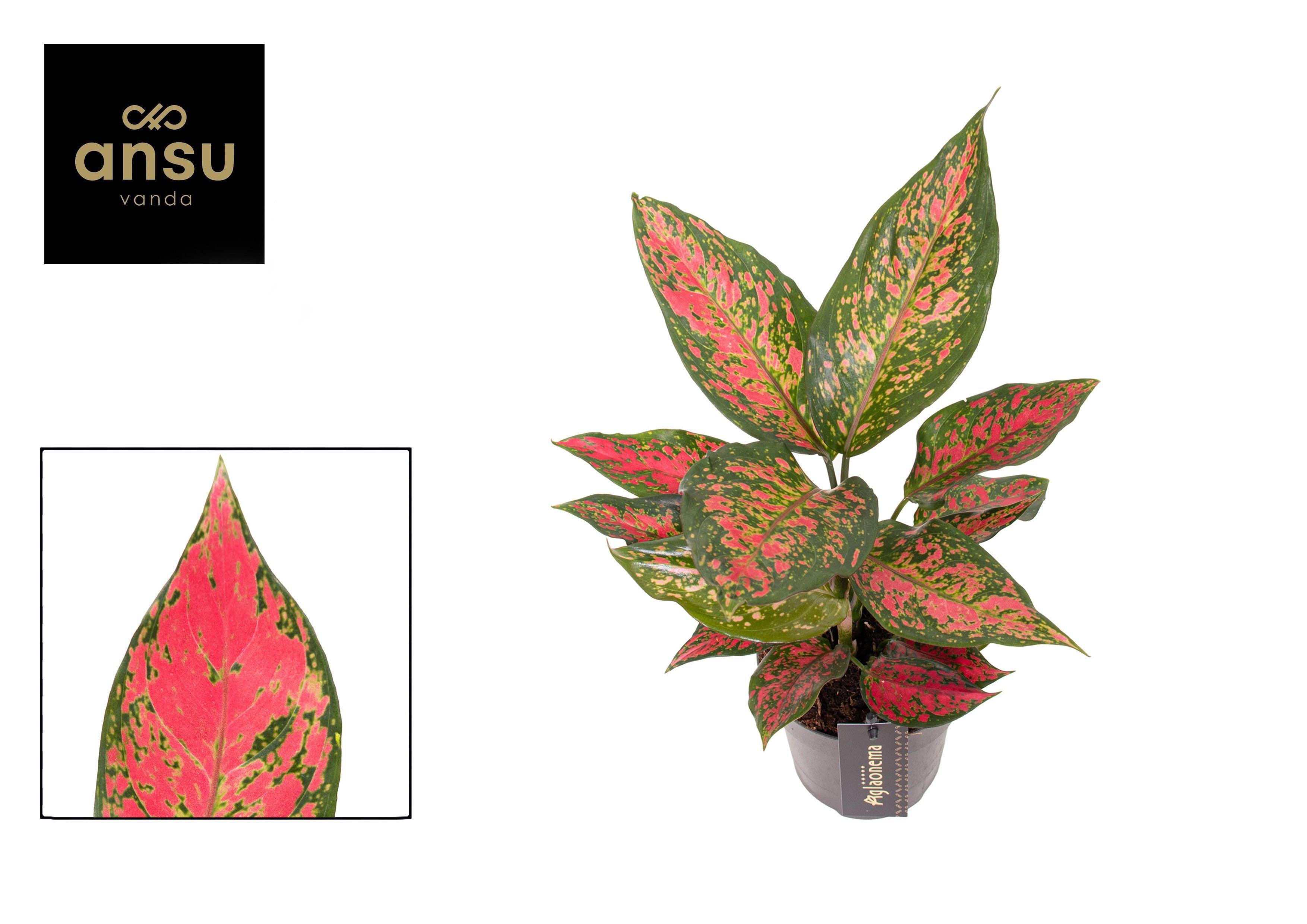 Горшечные цветы и растения оптом Aglaonema Strawberry Baby от 6шт из Голландии с доставкой по России