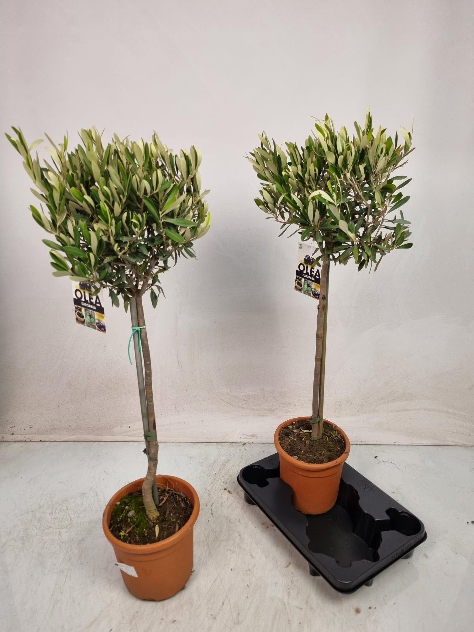 Горшечные цветы и растения оптом Olea Europaea от 2шт из Голландии с доставкой по России