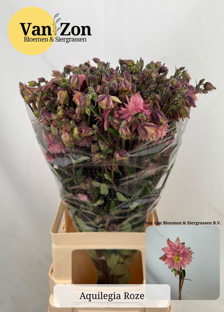 Срезанные цветы оптом Aquilegia pink lady от 25шт из Голландии с доставкой по России