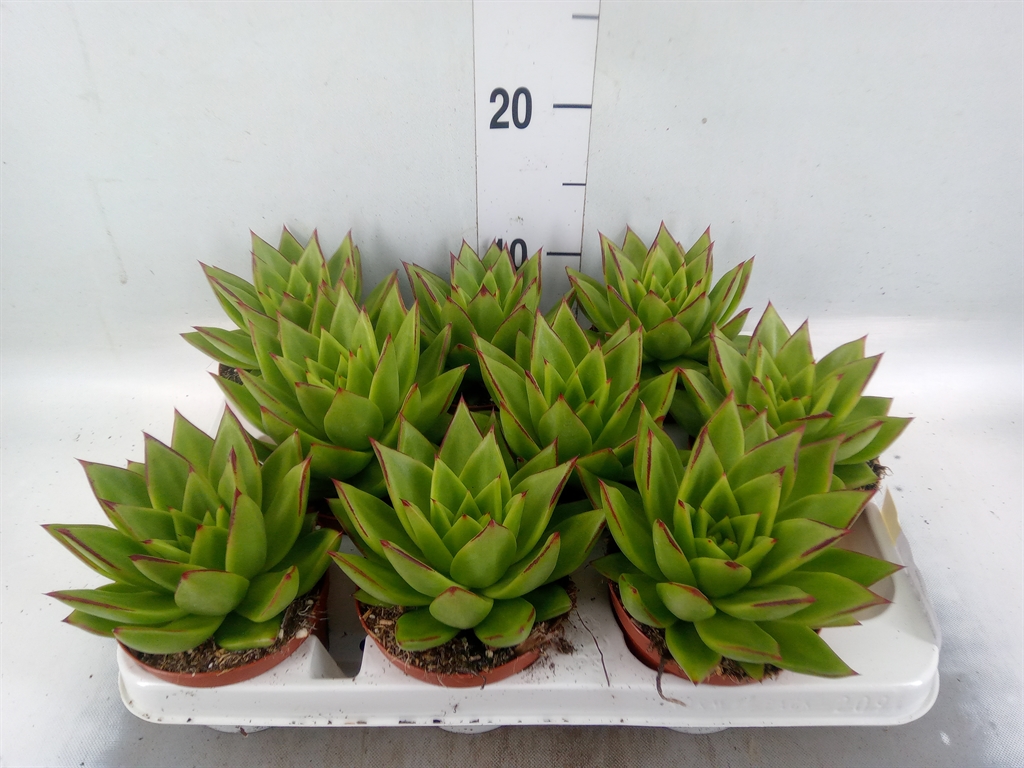 Горшечные цветы и растения оптом Echeveria Agavoides от 9шт из Голландии с доставкой по России