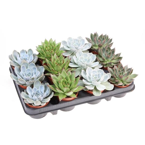 Горшечные цветы и растения оптом Echeveria Mix On Row от 12шт (для телеги) из Голландии с доставкой по России