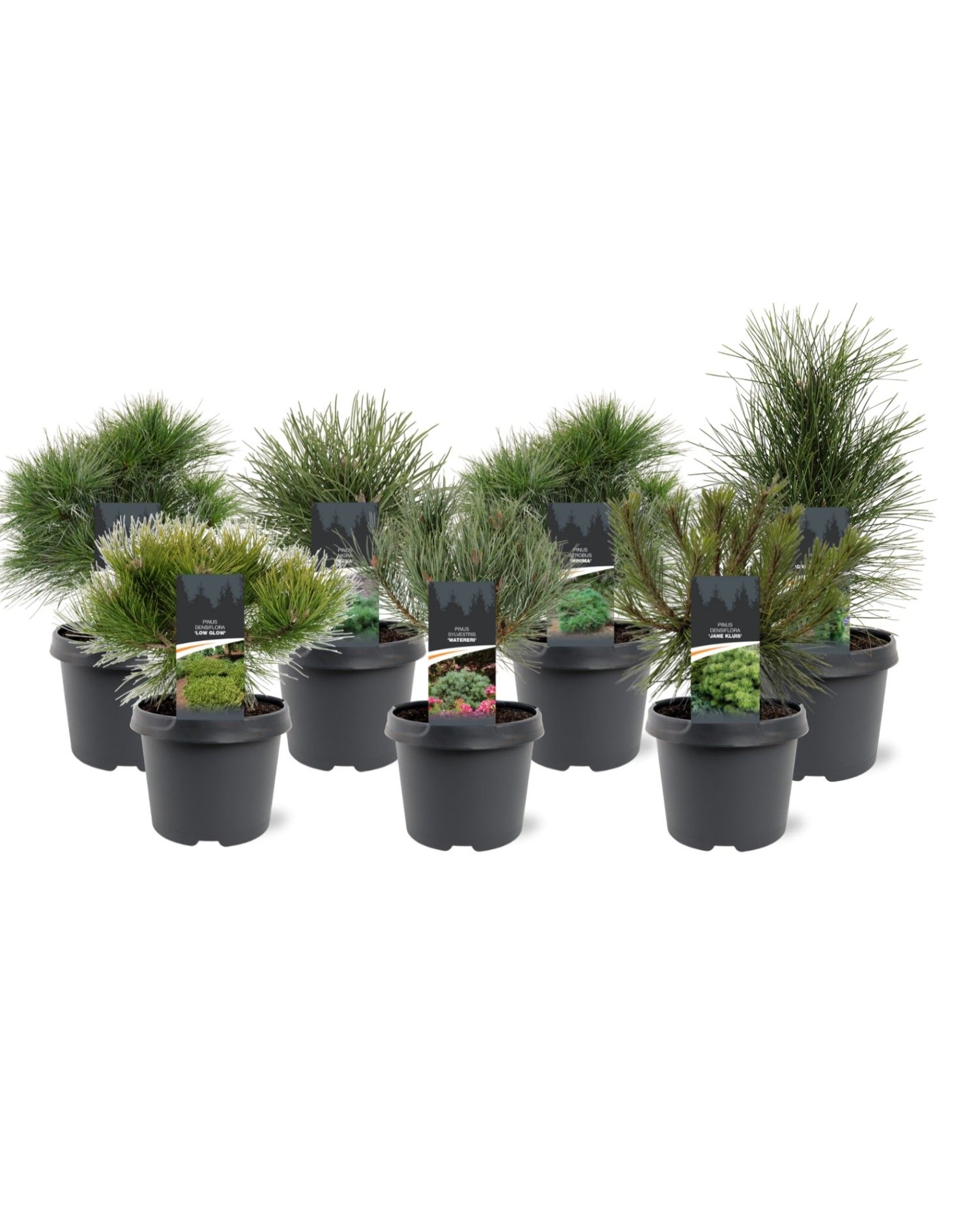 Горшечные цветы и растения оптом Pinus Mix от 1шт из Голландии с доставкой по России