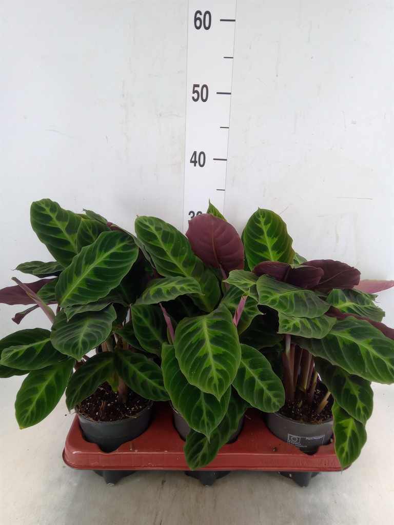 Горшечные цветы и растения оптом Calathea Warscewiczii от 6шт из Голландии с доставкой по России