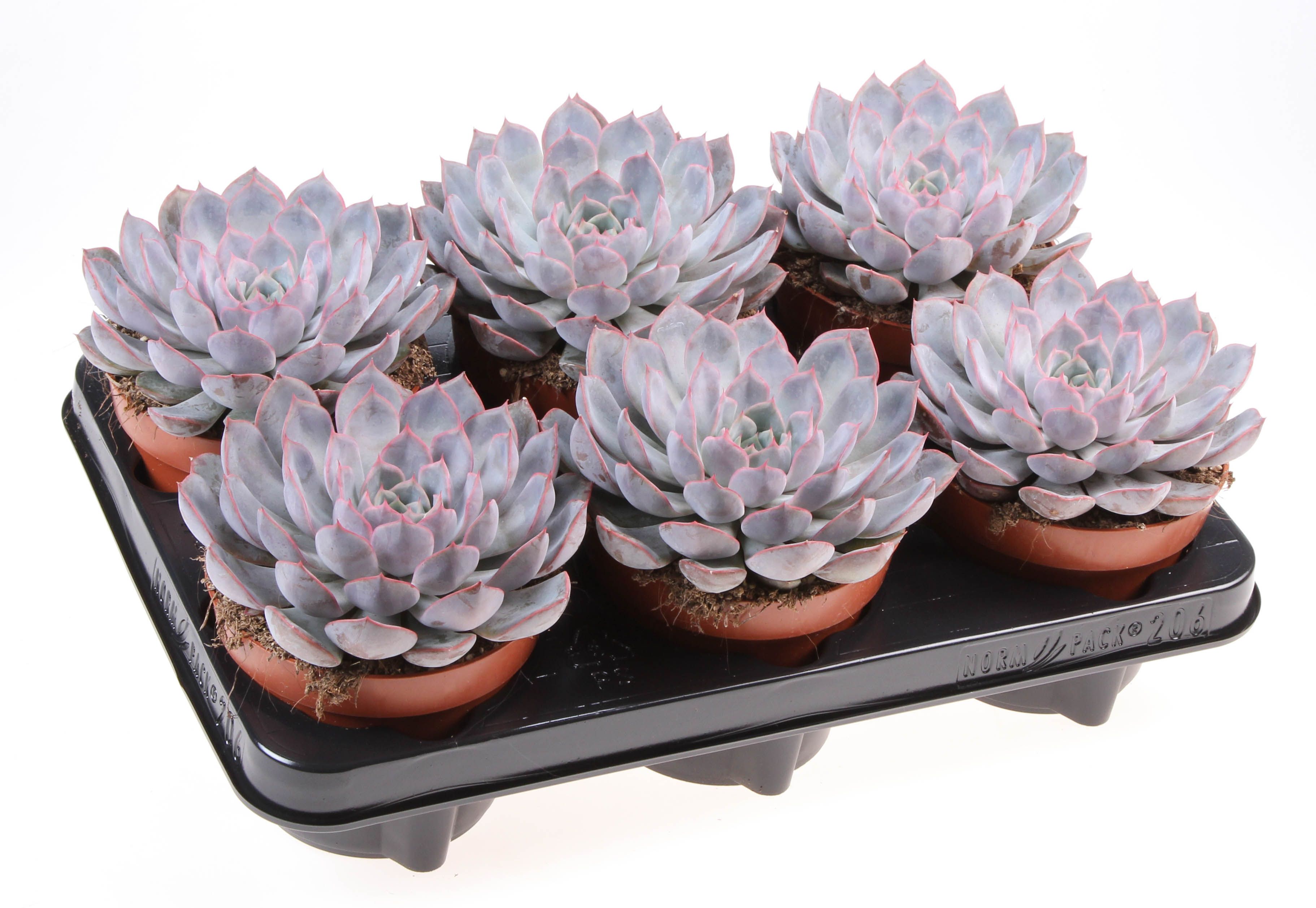 Горшечные цветы и растения оптом Echeveria Summer от 6шт из Голландии с доставкой по России