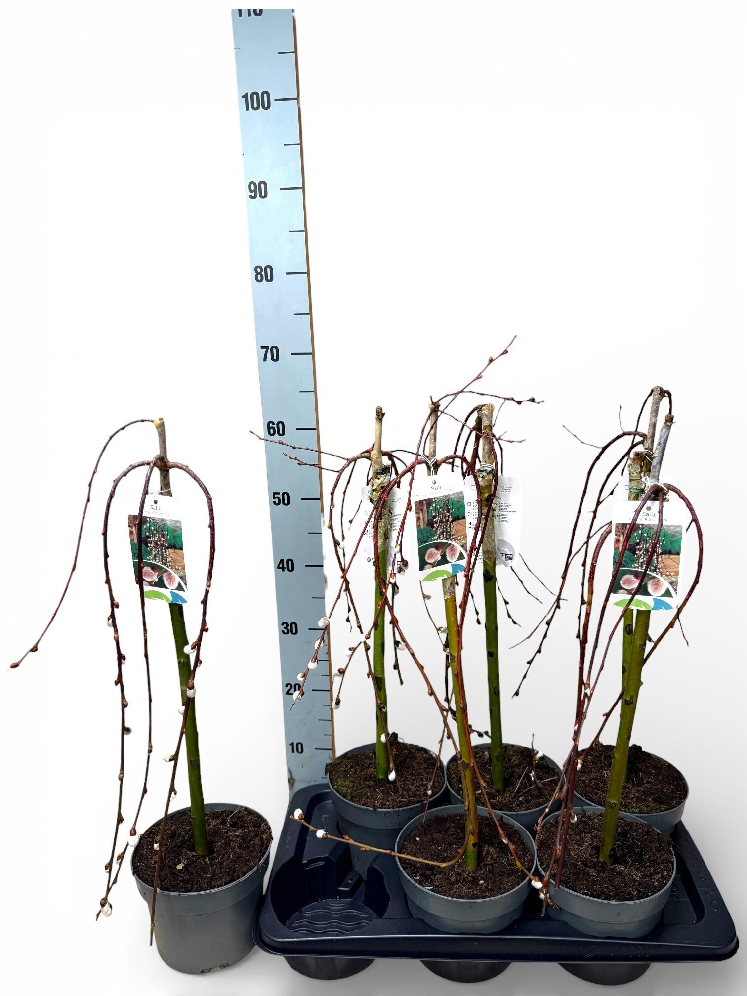 Горшечные цветы и растения оптом Salix Cap Kilmarnock от 6шт из Голландии с доставкой по России