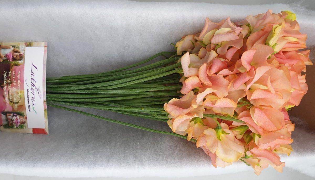 Срезанные цветы оптом Lathyrus paint mango magic от 30шт из Голландии с доставкой по России