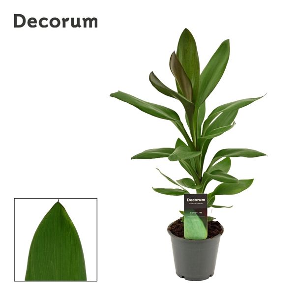 Горшечные цветы и растения оптом Cordyline Glauca (decorum) от 10шт из Голландии с доставкой по России