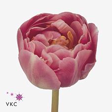 Срезанные цветы оптом Tulipa do endless love от 100шт из Голландии с доставкой по России