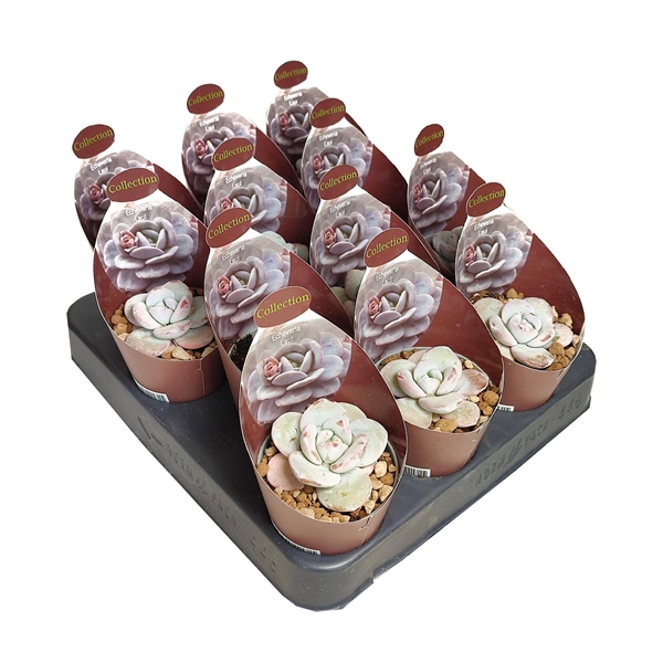 Горшечные цветы и растения оптом Echeveria Laui Potcover от 12шт (для телеги) из Голландии с доставкой по России