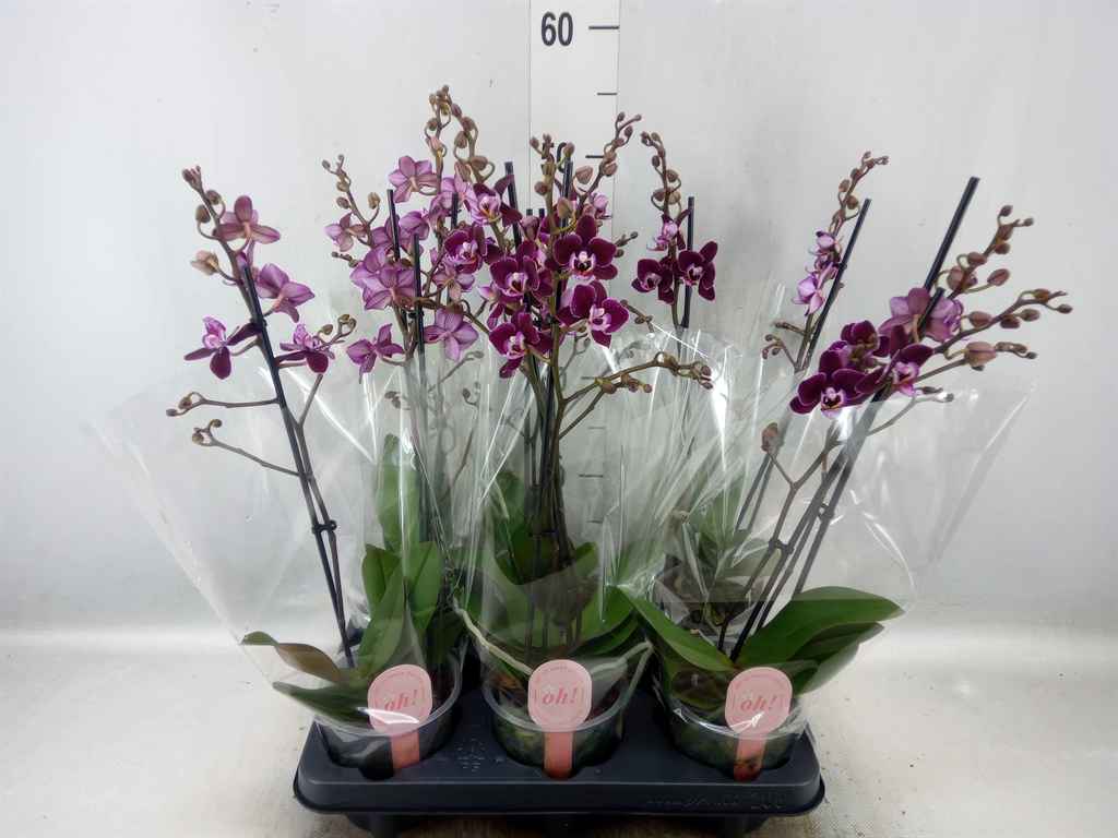 Горшечные цветы и растения оптом Phalaenopsis Multi.   ...red от 6шт из Голландии с доставкой по России