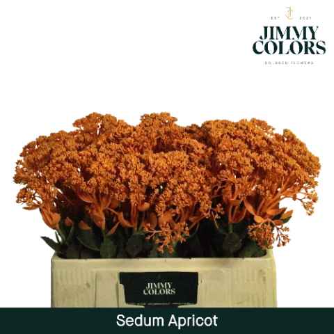 Срезанные цветы оптом Sedum paint apricot от 25шт из Голландии с доставкой по России