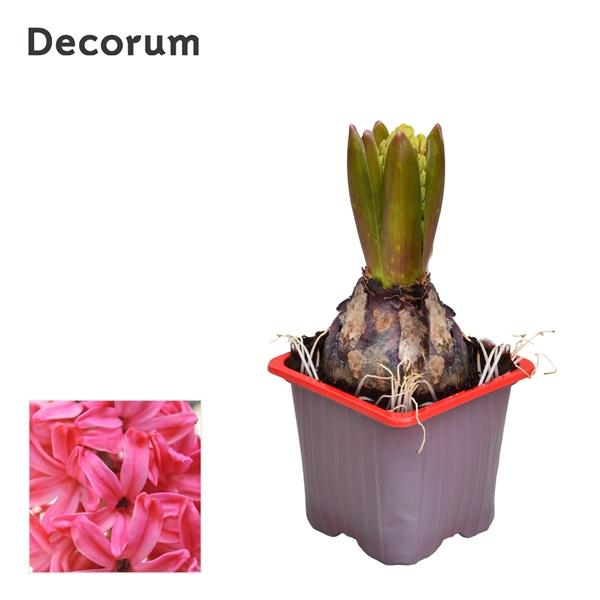 Горшечные цветы и растения оптом Hyacinthus Jan Bos 1pp (decorum) от 24шт (для телеги) из Голландии с доставкой по России