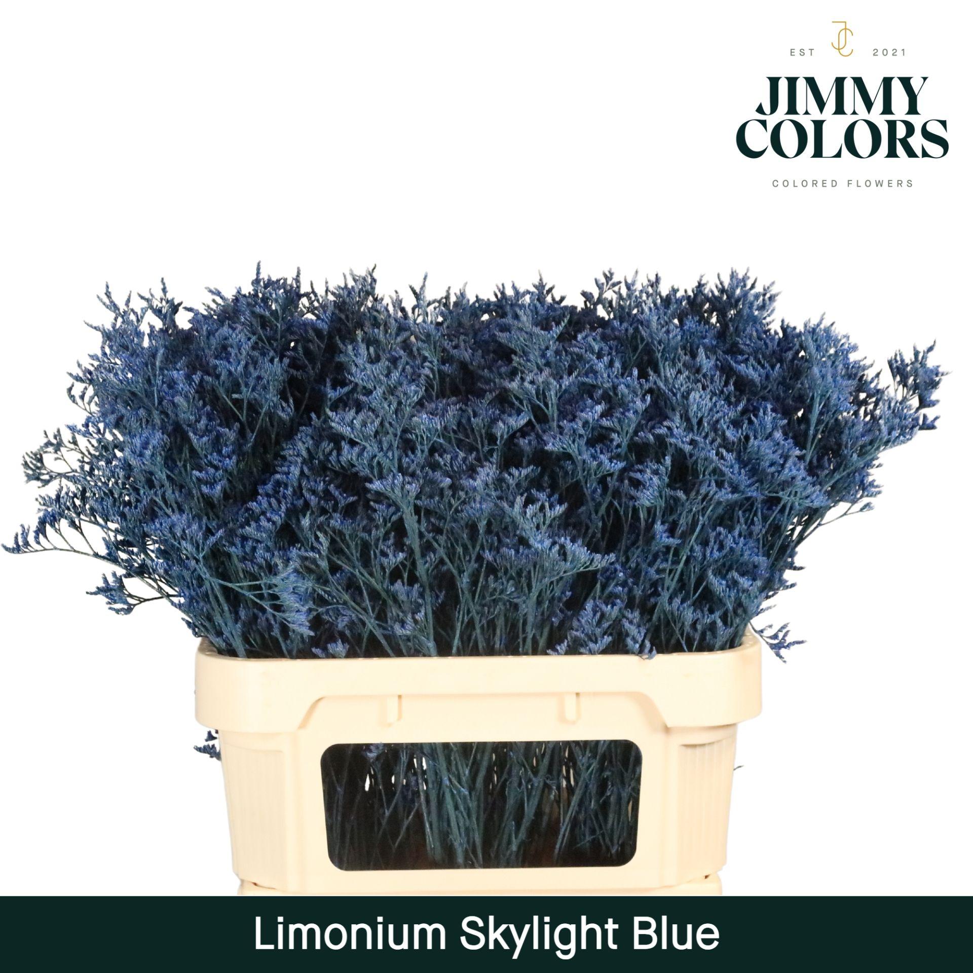 Срезанные цветы оптом Limonium paint blue от 25шт из Голландии с доставкой по России