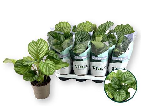 Горшечные цветы и растения оптом Calat Orbifolia от 8шт из Голландии с доставкой по России