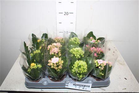 Горшечные цветы и растения оптом Kal Ge Gem 6 Kl от 12шт (для телеги) из Голландии с доставкой по России