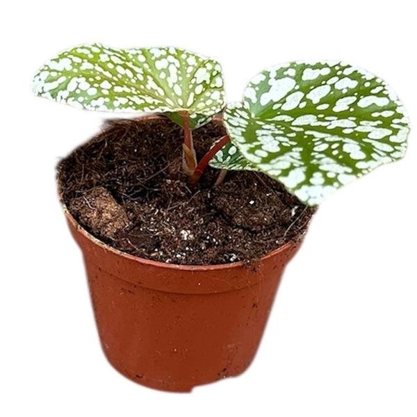 Горшечные цветы и растения оптом Begonia Snowcap от 1шт (для телеги) из Голландии с доставкой по России