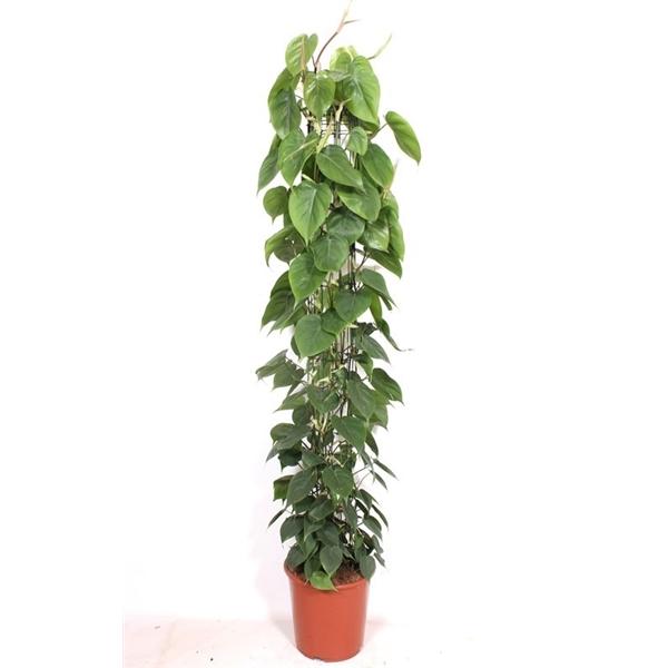 Горшечные цветы и растения оптом Philodendron Scandens Piramide от 1шт из Голландии с доставкой по России