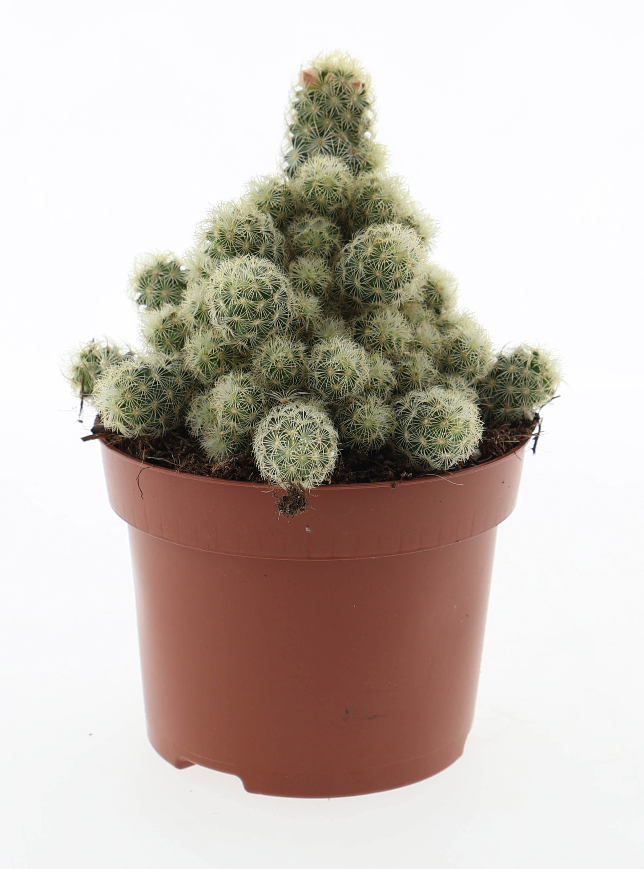 Горшечные цветы и растения оптом Cactus Mammillaria Elongata Yellow от 6шт из Голландии с доставкой по России