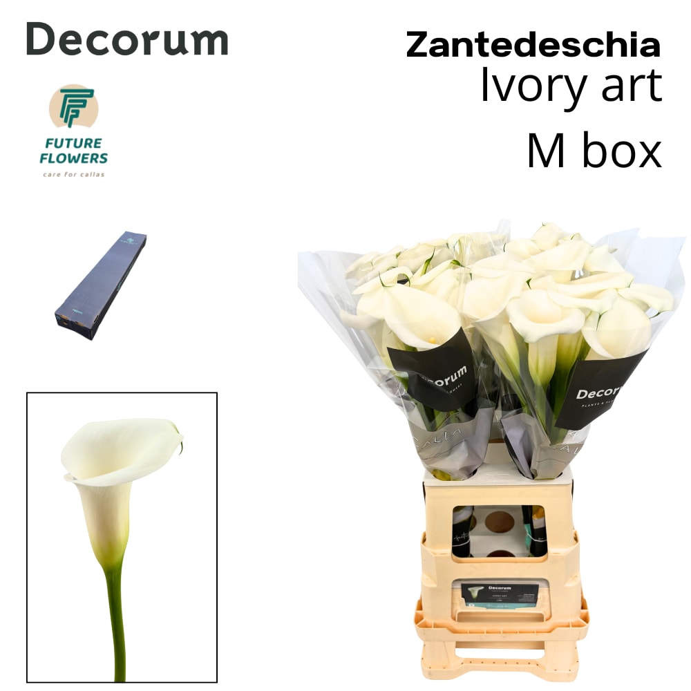 Срезанные цветы оптом Zantedeschia ivory art от 120шт из Голландии с доставкой по России
