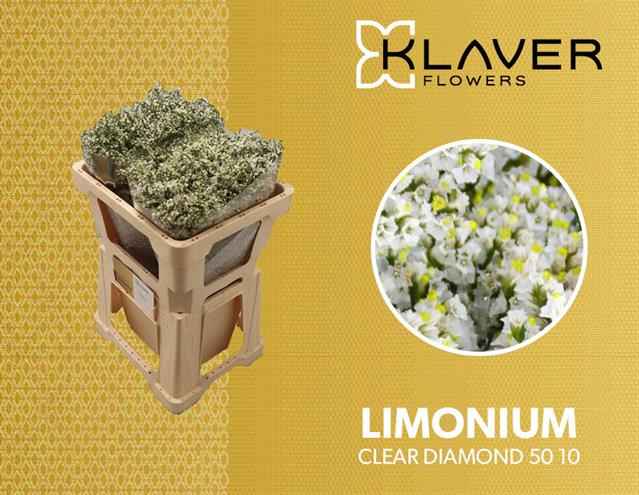 Срезанные цветы оптом Limonium clear diamond от 50шт из Голландии с доставкой по России