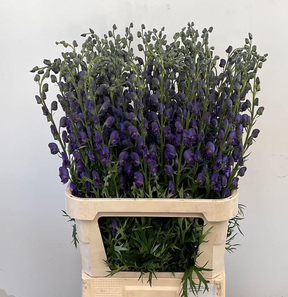 Срезанные цветы оптом Aconitum napellus от 60шт. из Голландии с доставкой по России