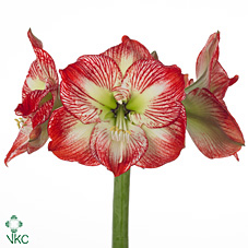 Срезанные цветы оптом Hippeastrum mega star от 10шт из Голландии с доставкой по России