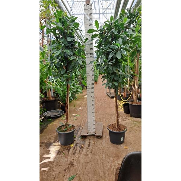 Горшечные цветы и растения оптом Ficus Cyathistipula Twisted Stem от 1шт из Голландии с доставкой по России