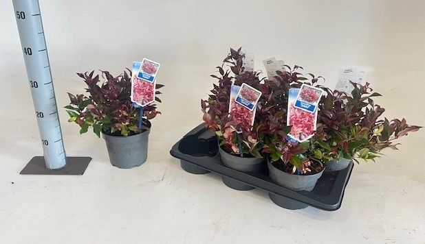 Горшечные цветы и растения оптом Leucot Ax Zeblid от 6шт из Голландии с доставкой по России