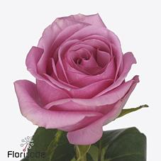 Срезанные цветы оптом Rosa large charlize! от 600шт из Голландии с доставкой по России