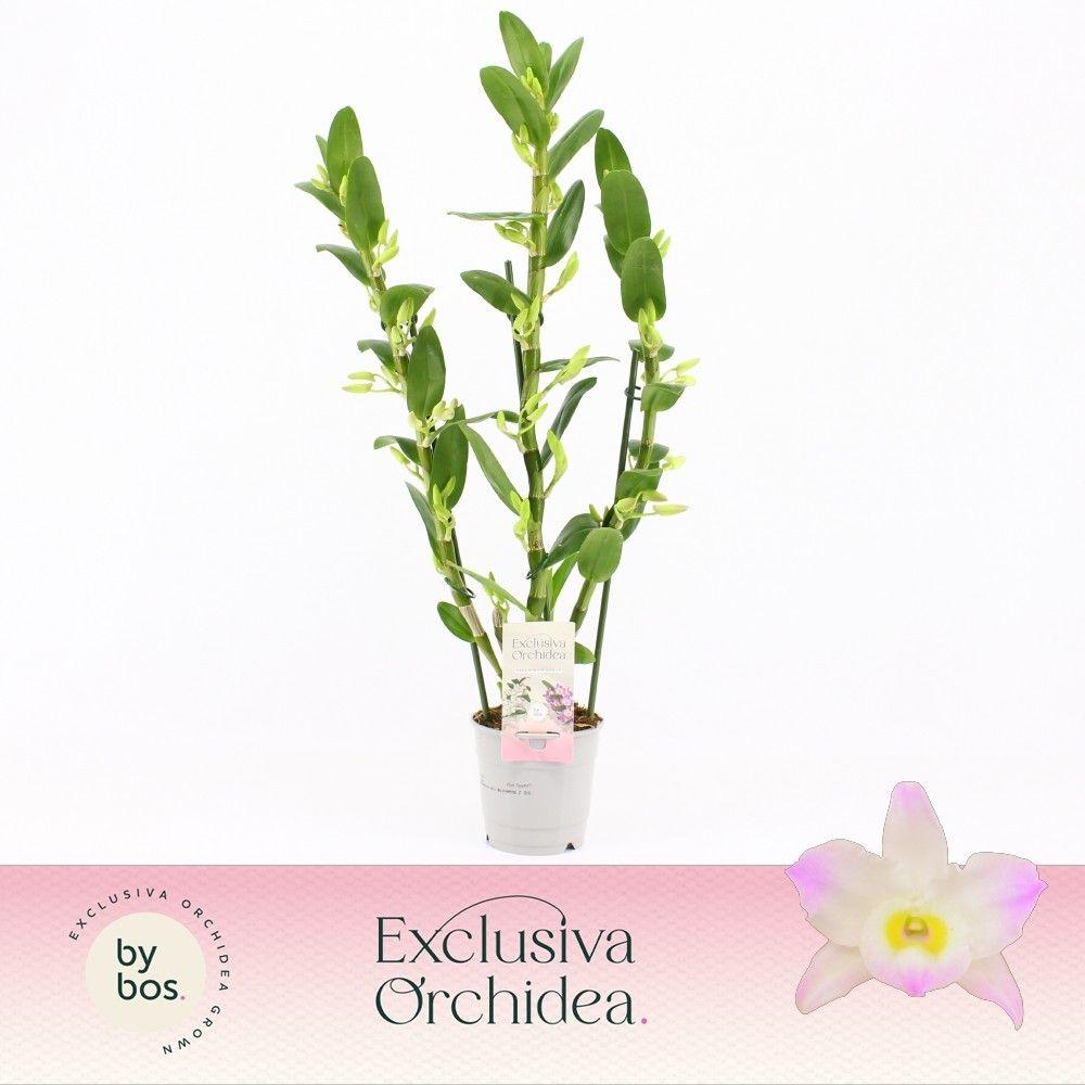 Горшечные цветы и растения оптом Dendr Nob 3st Kumiko Exclusiva Orchidea от 6шт из Голландии с доставкой по России