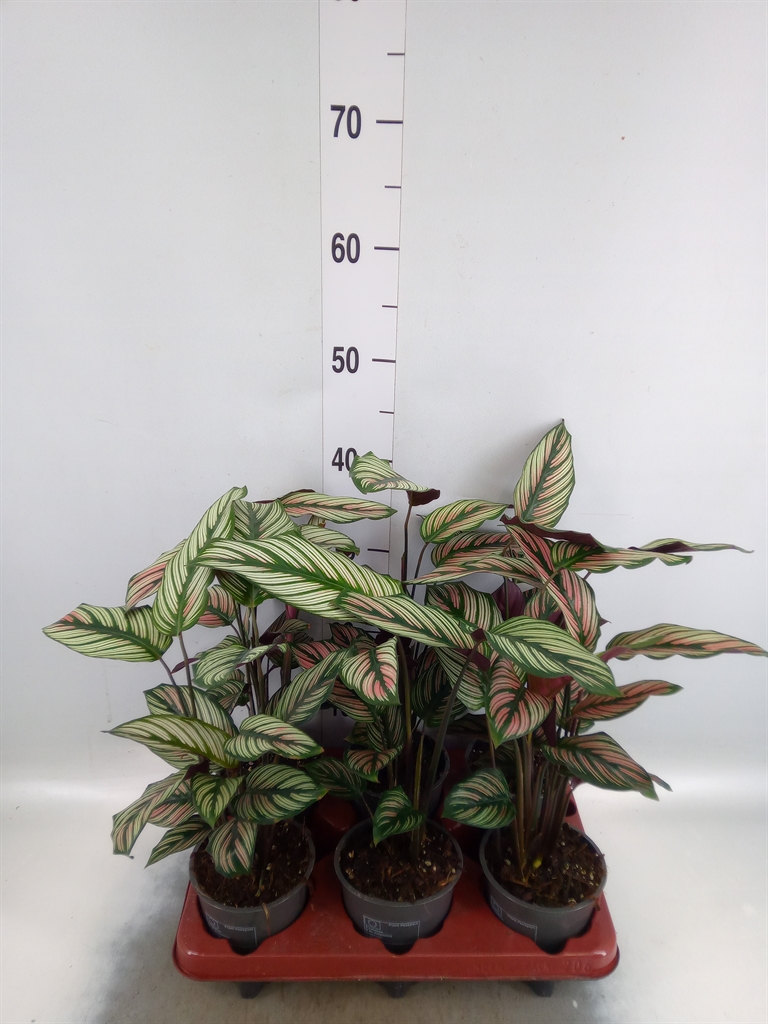 Горшечные цветы и растения оптом Calathea   ... от 6шт из Голландии с доставкой по России