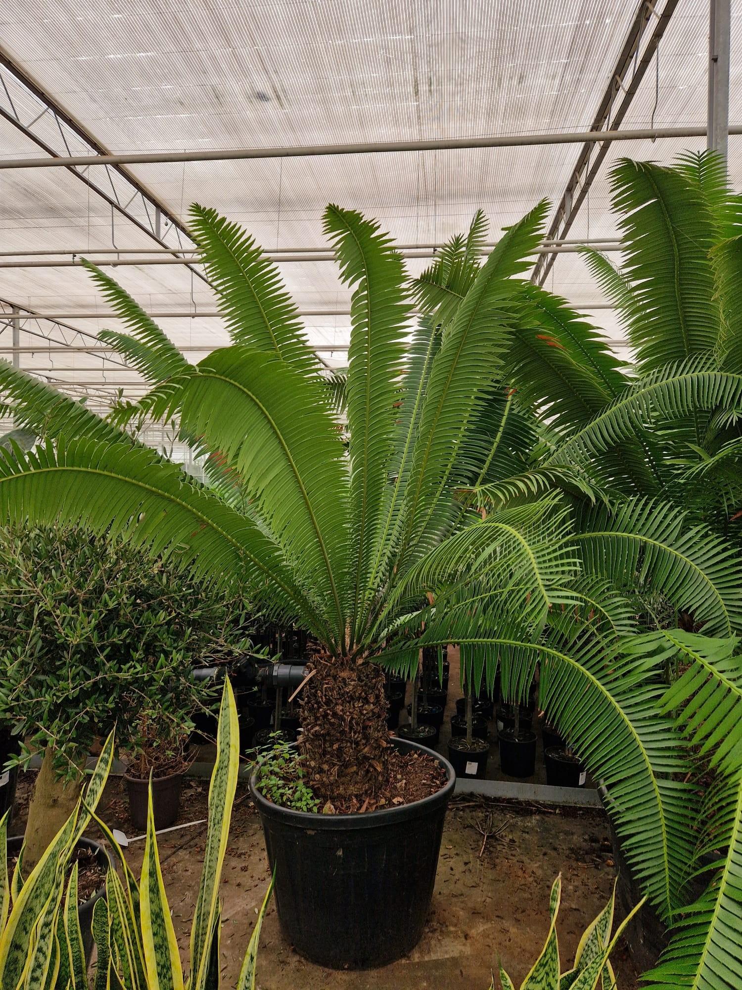 Горшечные цветы и растения оптом Zamia от 1шт из Голландии с доставкой по России