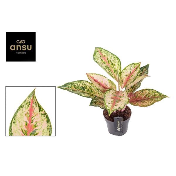 Горшечные цветы и растения оптом Aglaonema Painted Celebration от 6шт из Голландии с доставкой по России