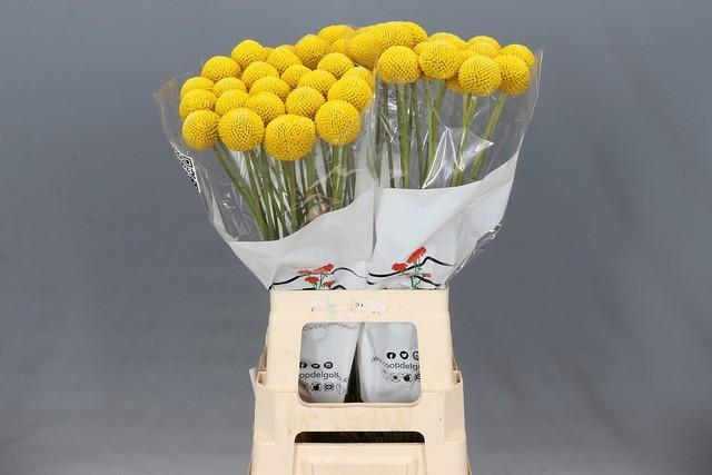 Срезанные цветы оптом Craspedia paintball pop от 100шт из Голландии с доставкой по России